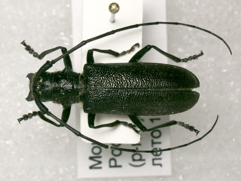 Monochamus sutor (Linnaeus, 1758)